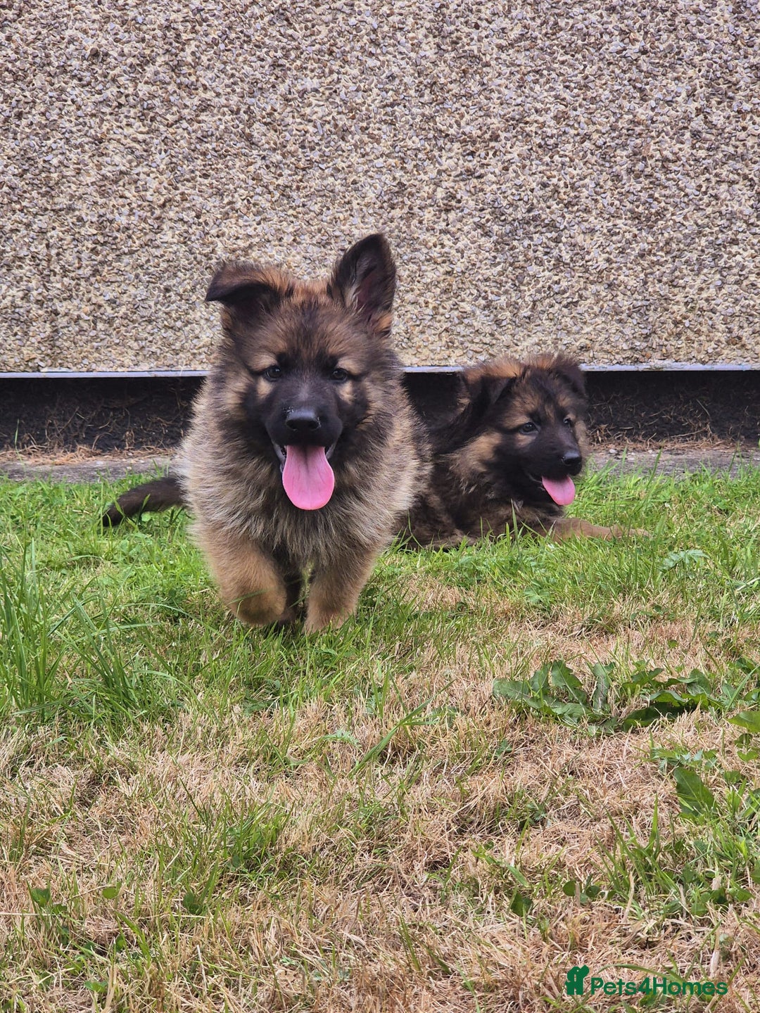 German Shepherd dogs for sale: KC REGISTERED HEALTH TESTED PARENTS READY NOW - Image 17