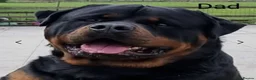 Rottweiler dogs for sale: KC registered Health Tested Puppies  - Advert 14