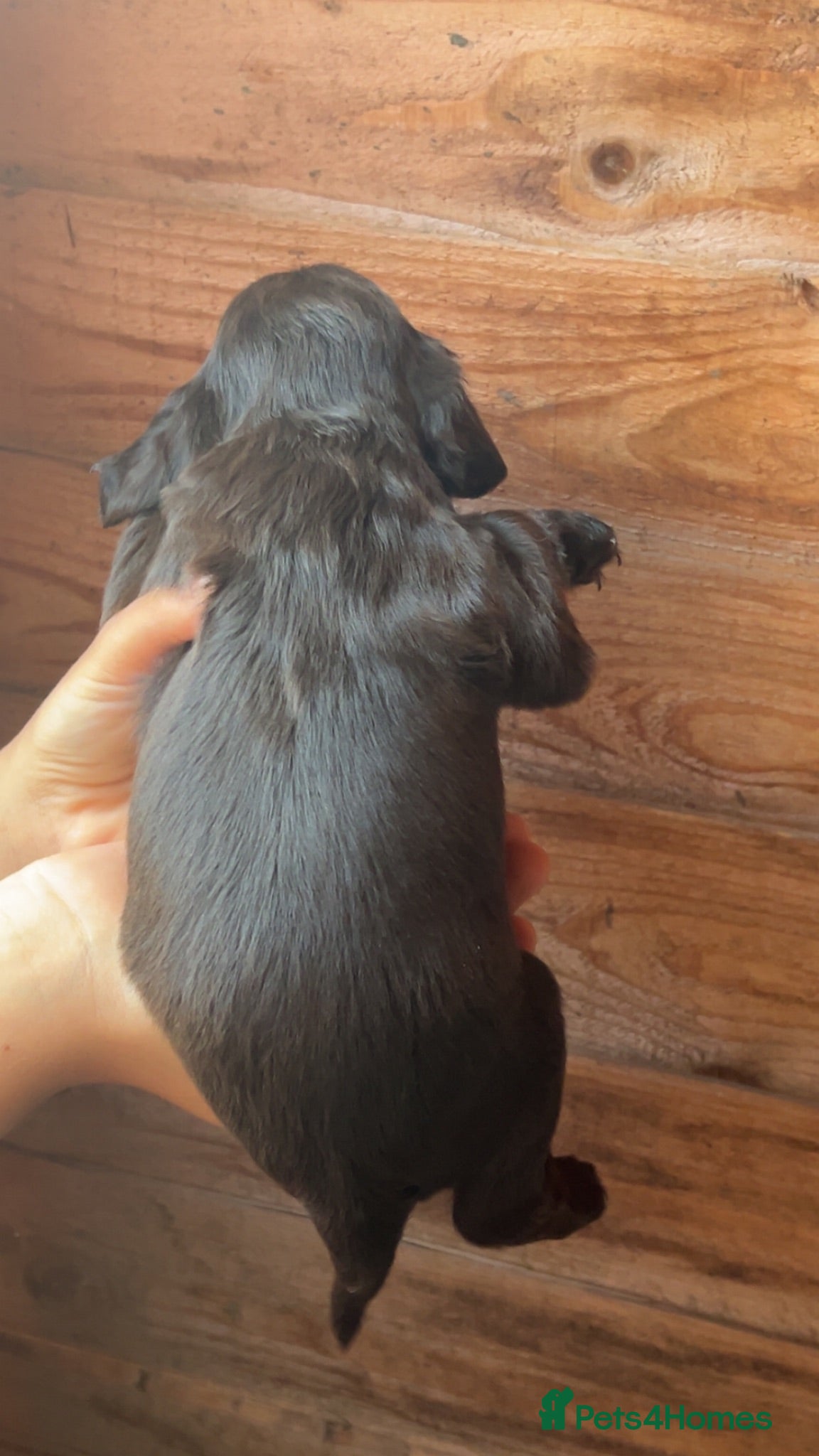 Cocker Spaniel dogs F1 cocker spaniel puppies ! - Advert 9