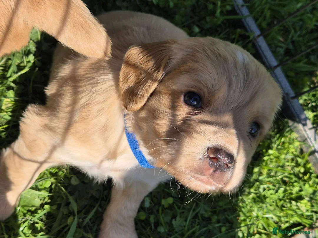 Cocker Spaniel dogs for sale: Working cocker DOG pups in Umberleigh - Advert 2