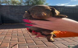 Dachshund dogs for sale: Beautiful Male Dachshunds 🐶  - Image 5