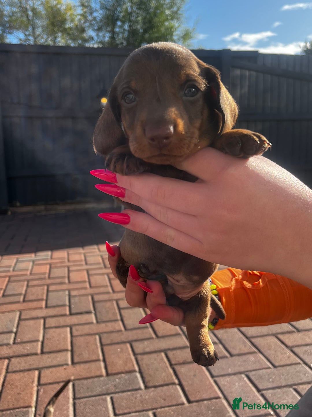 Dachshund dogs for sale: Beautiful Male Dachshunds 🐶  - Image 5