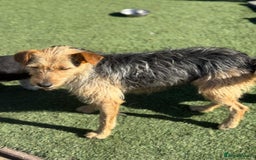 Mixed Breed dogs for adoption: Sweet Trixie Needs LOVE - Image 8