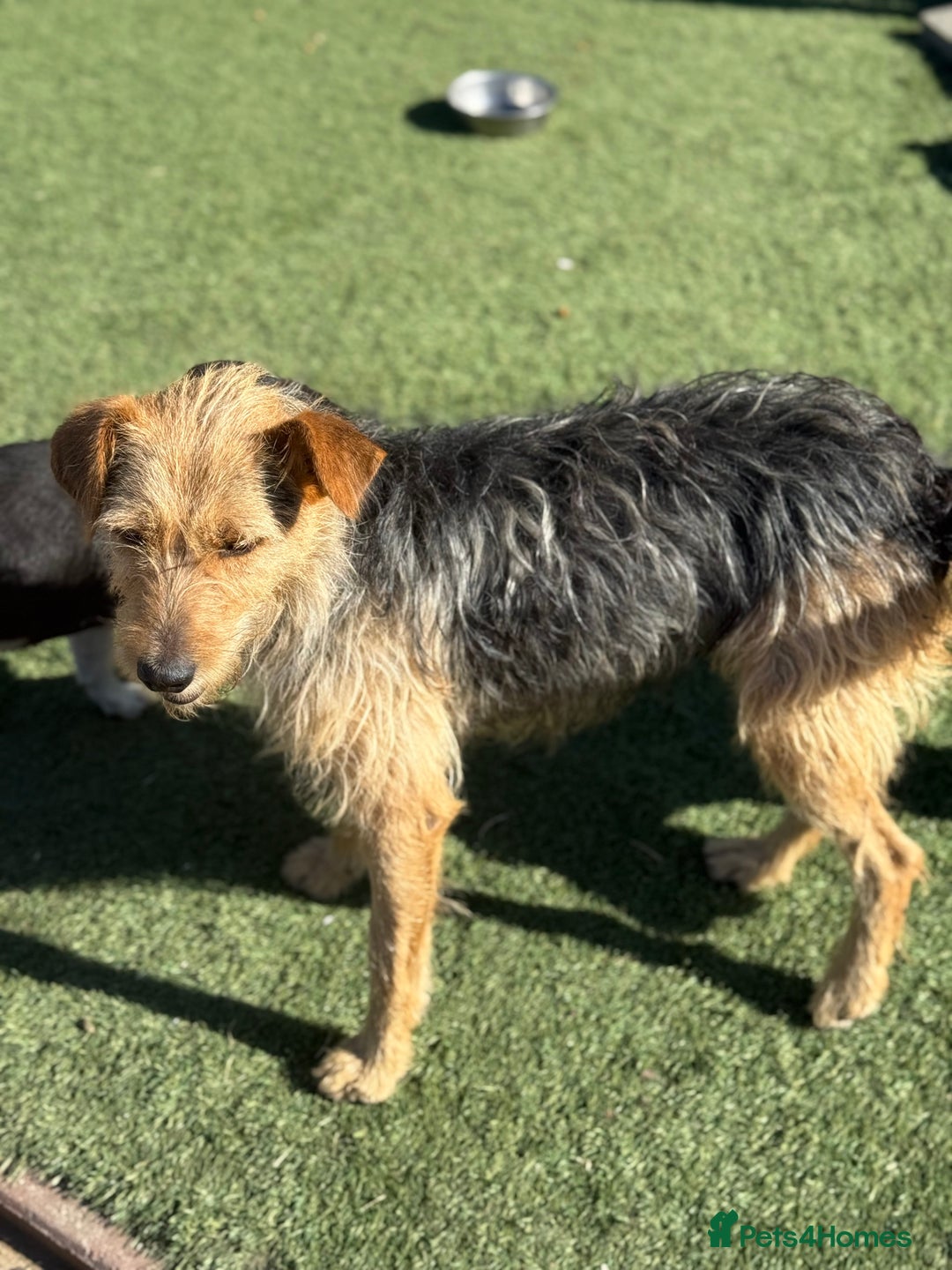 Mixed Breed dogs for adoption: Sweet Trixie Needs LOVE - Image 8