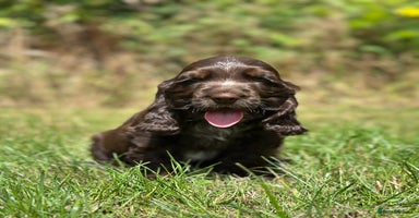 Cocker Spaniel dogs - Advert 9