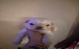 Pug dogs for sale: fluffy pug puppies  - Advert 17