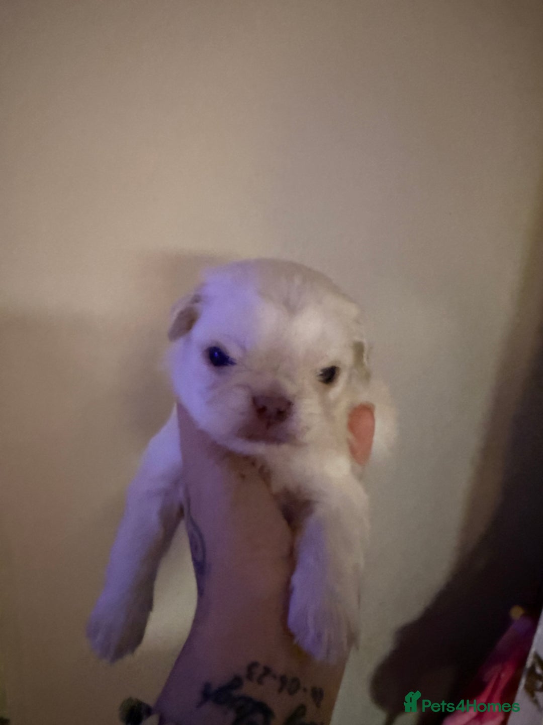 Pug dogs for sale: fluffy pug puppies  - Advert 17