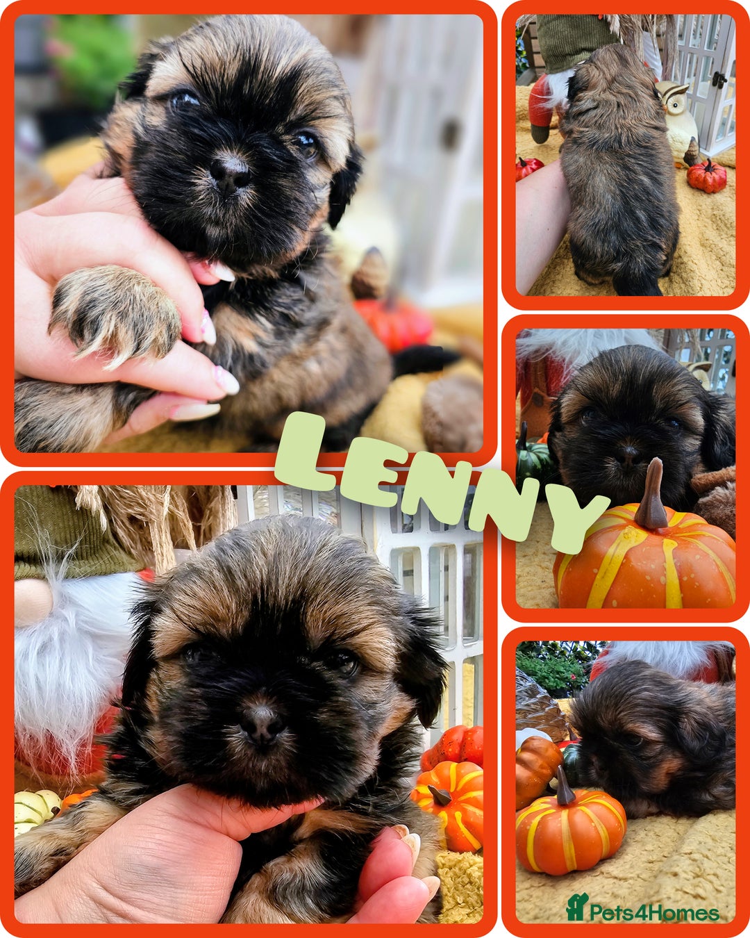 Shih Tzu dogs for sale: Shih tzu puppies - purebreed - licenced breeder  - Image 5