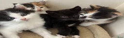 Mixed Breed cats for sale: *ONLY ONE LEFT* Happy, friendly litter of Kittens - Advert 1