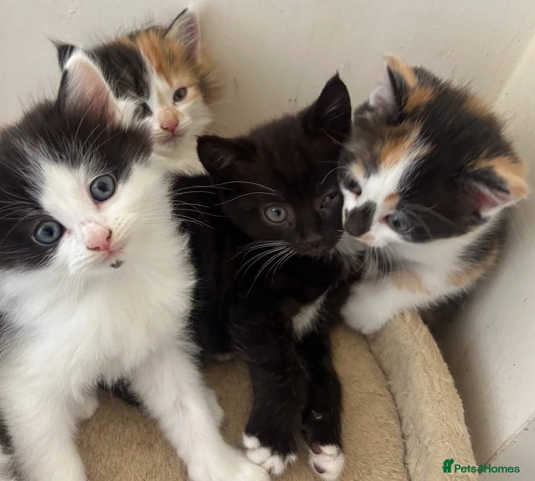 Mixed Breed cats for sale: *ONLY ONE LEFT* Happy, friendly litter of Kittens - Advert 1