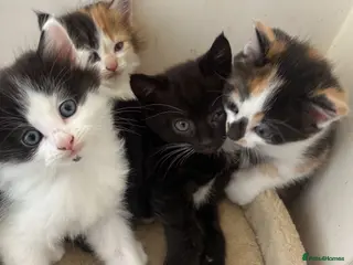 Mixed Breed cats Happy, friendly kittens - Very rare male Calico - Advert 15