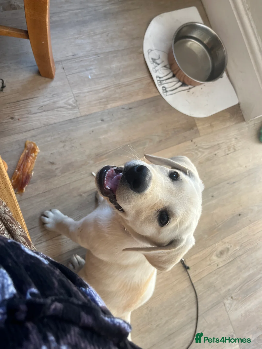 Labrador Retriever dogs for sale: Welcome Anjola, 9-month old Labrador, to your home - Advert 8