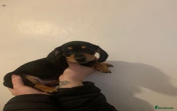 Miniature Dachshund dogs for sale: Reduced!!K.C miniature daschunds Ready to go!! - Image 8