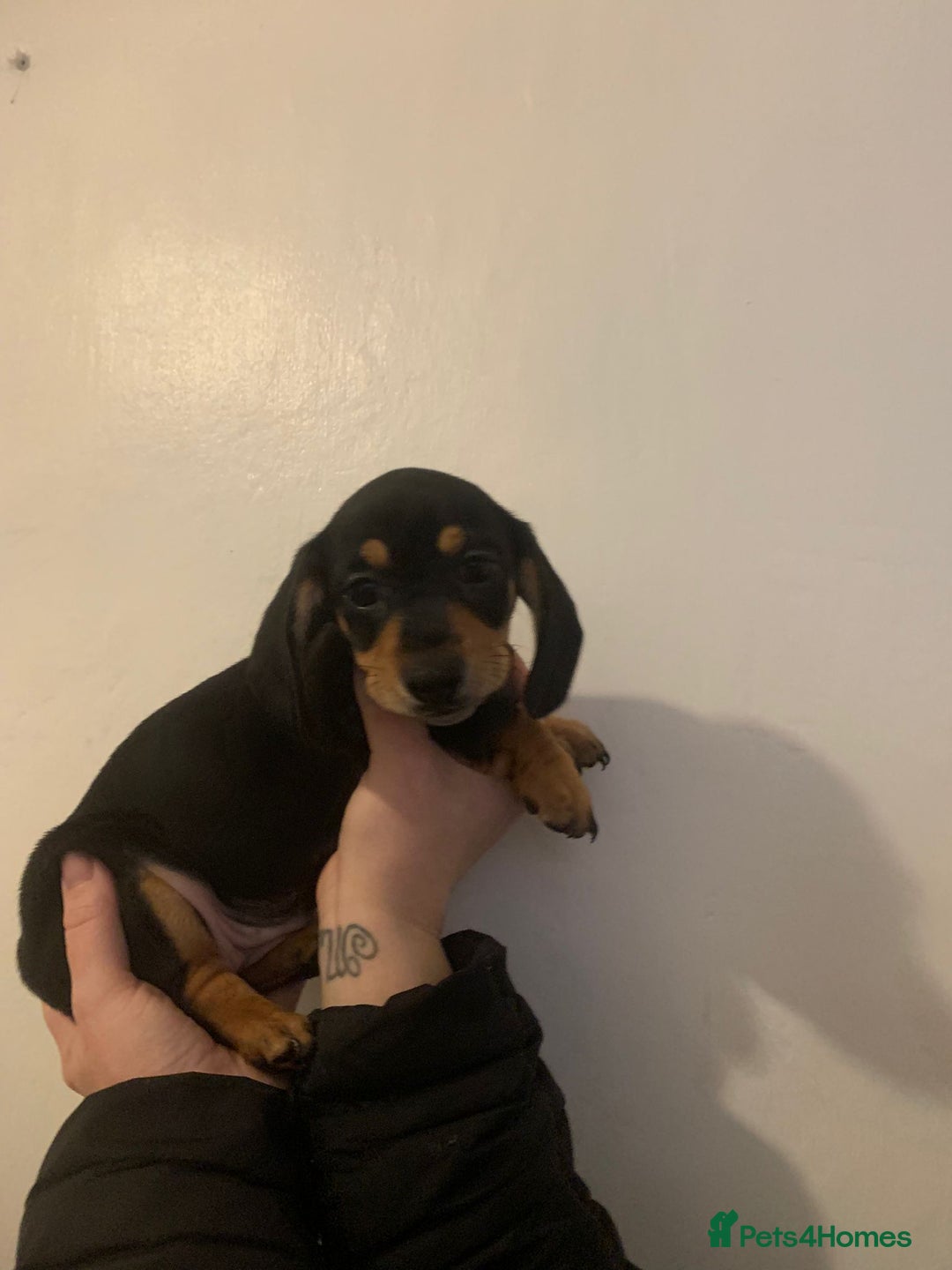 Miniature Dachshund dogs for sale: Reduced!!K.C miniature daschunds Ready to go!! - Image 8