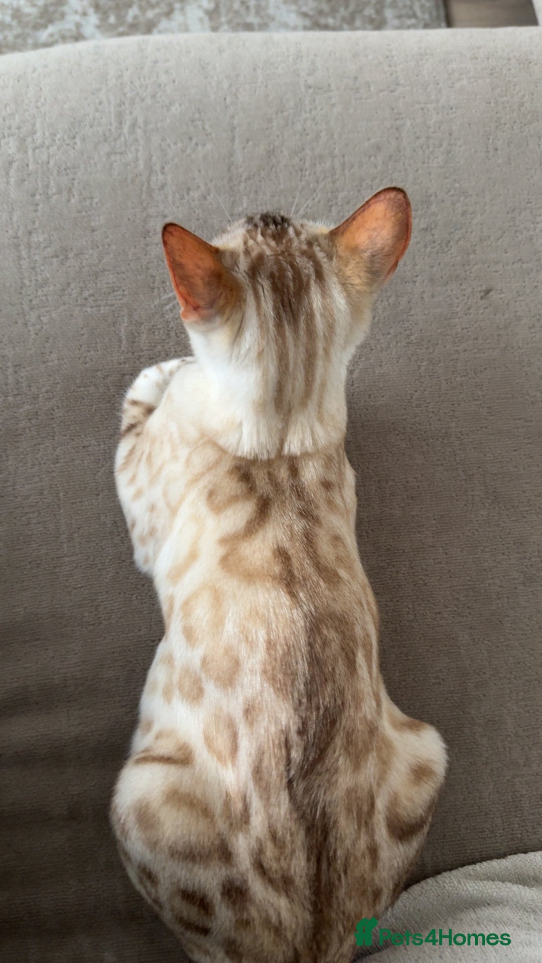 Bengal cats for sale: GCCF Snow Lynx girl  - Advert 4