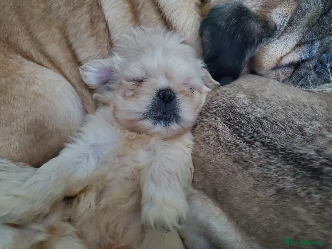 Mixed Breed dogs for sale: Shih tzu cross Pug puppies - Advert 30