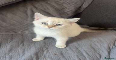 Scottish Fold cats - Advert 6
