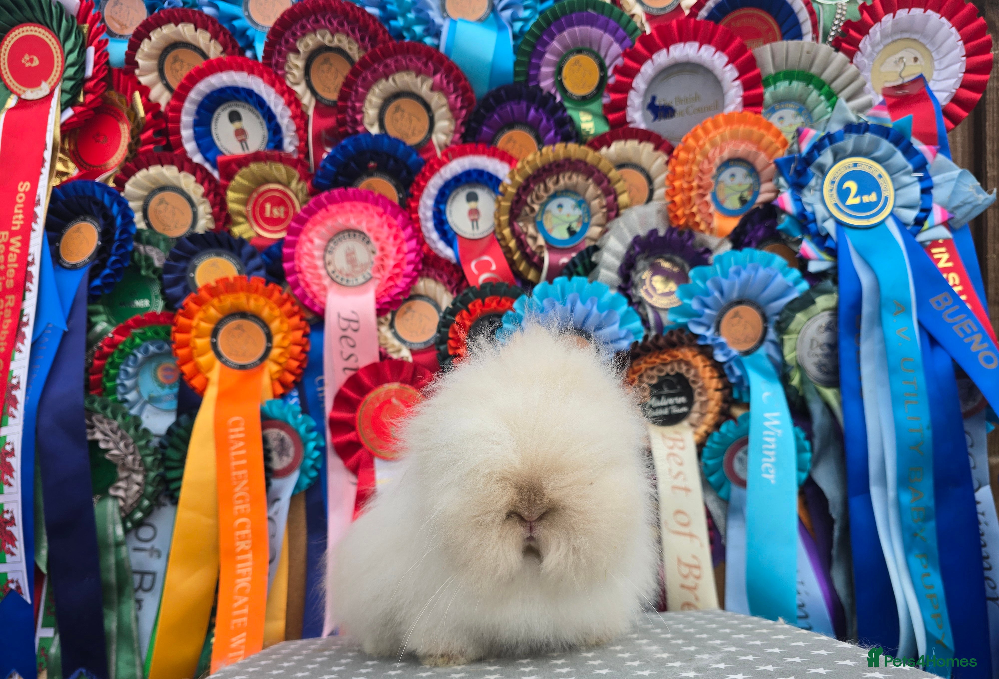Lionhead rabbits Gorgeous Purebred Lionheads available  - Advert 1