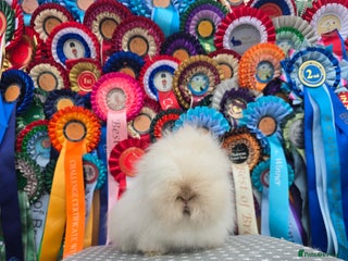 Lionhead rabbits Gorgeous Purebred Lionheads available - Advert 5