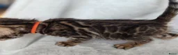 Bengal cats for sale: ⚜️Bengal kittens Tica registered ⚜️ - Advert 28