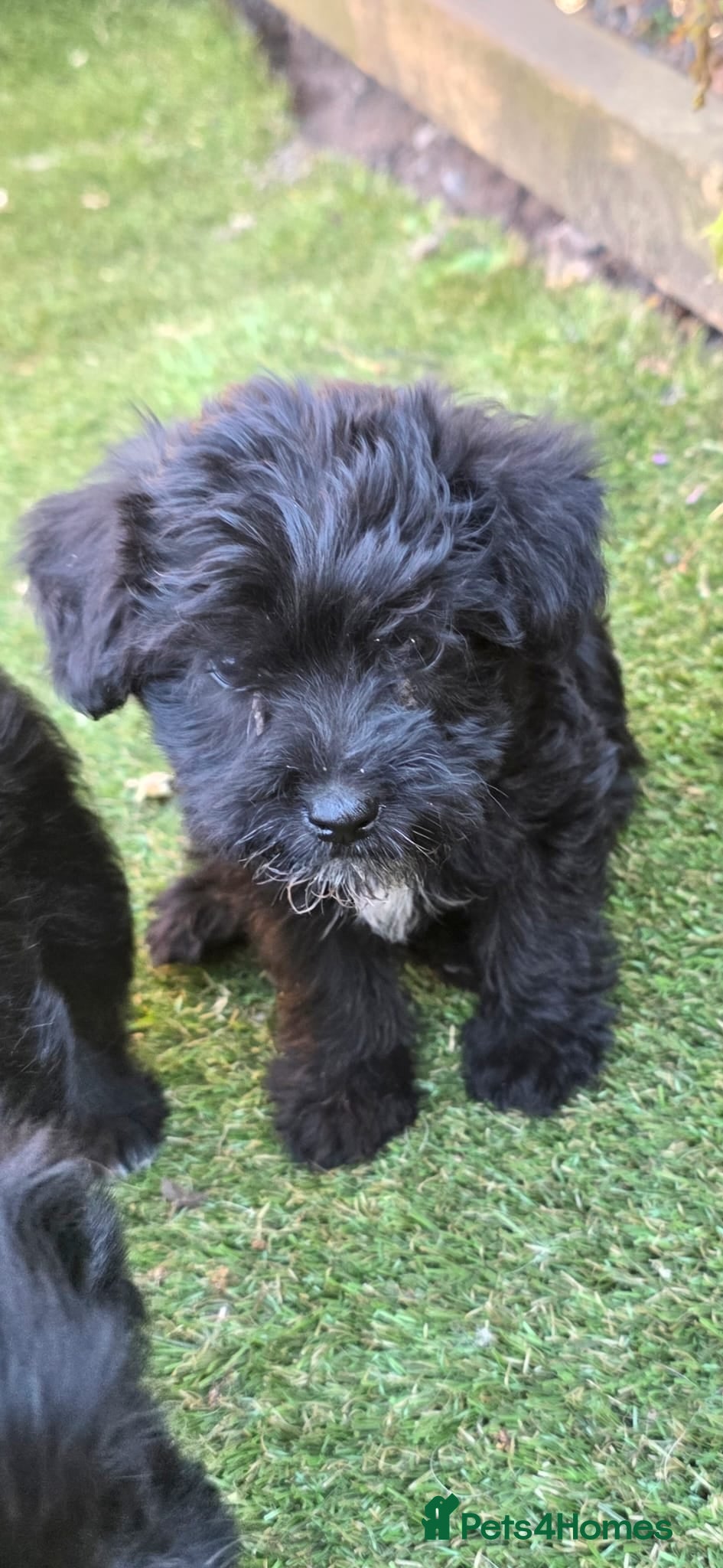 Mixed Breed dogs Poodle X shih zu/ jack Russell. - Advert 2