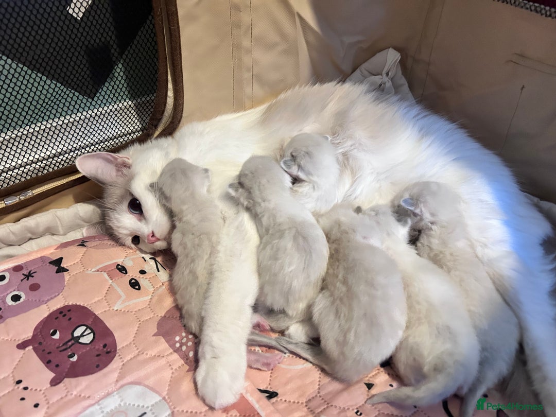 Ragdoll cats for sale: Ragdoll kittens - Image 2