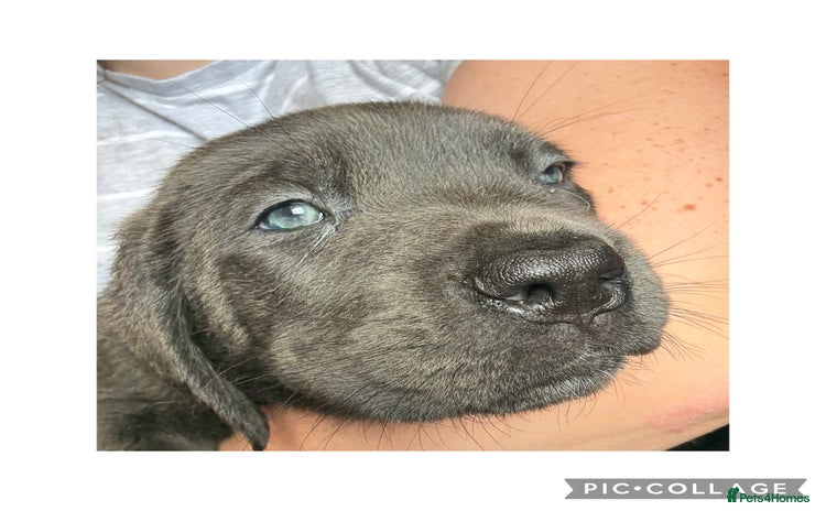 Cane Corso dogs - Advert 1