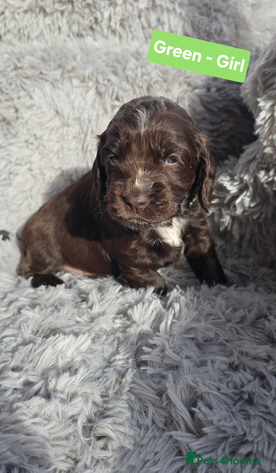 Cocker Spaniel dogs for sale: Exquisite Brown/White Working Cocker Spaniel Pups - Image 2