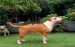 English Bull Terrier dogs for stud: Bull terrier proven stud dog  in Sheffield - Image 7