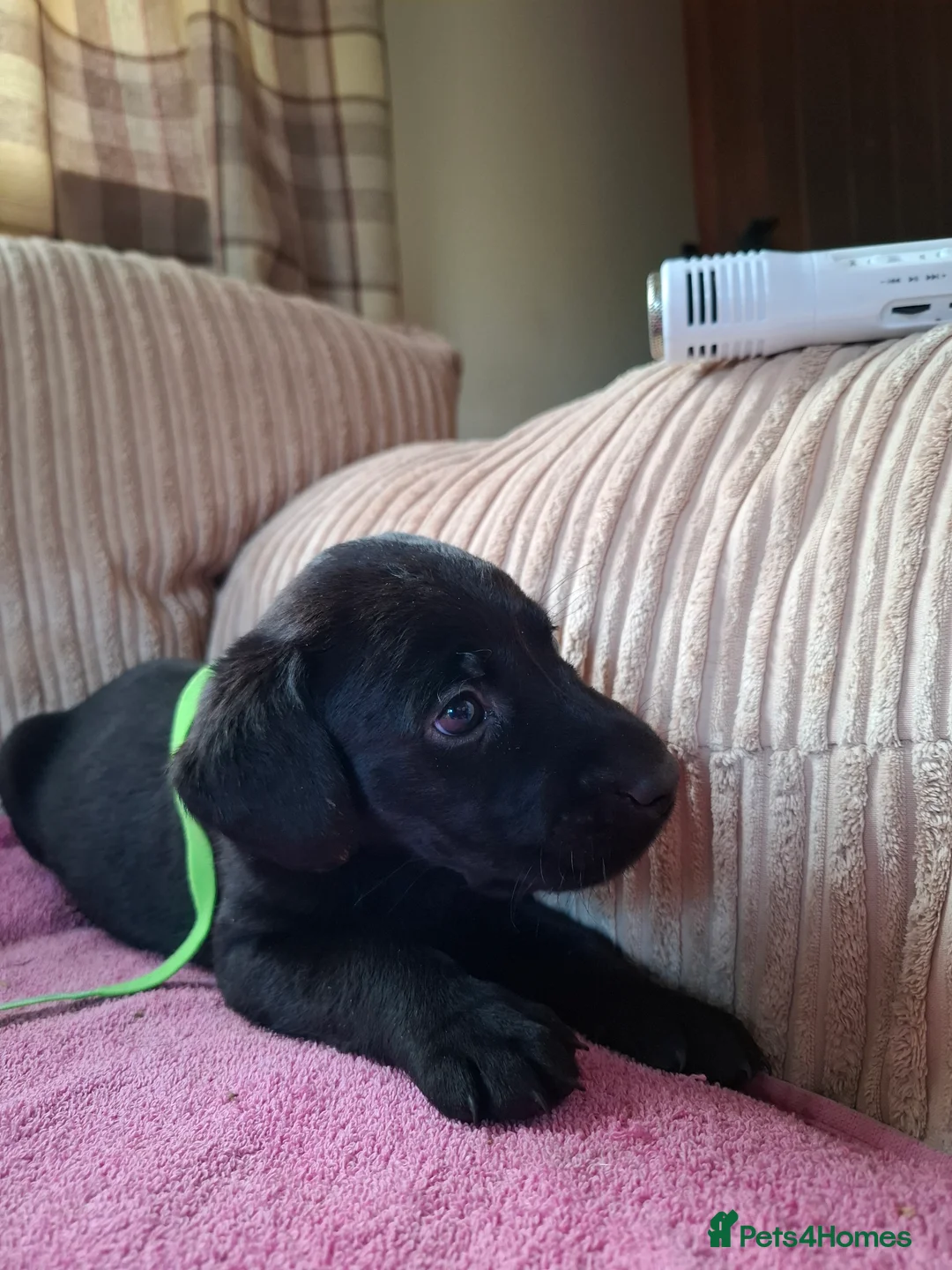 Labrador Retriever dogs for sale: LABRADOR PUPPIES FOR SALE  - Advert 9