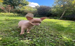 Chihuahua dogs for sale: Last Pup left! Ready for his new home!  - Image 4