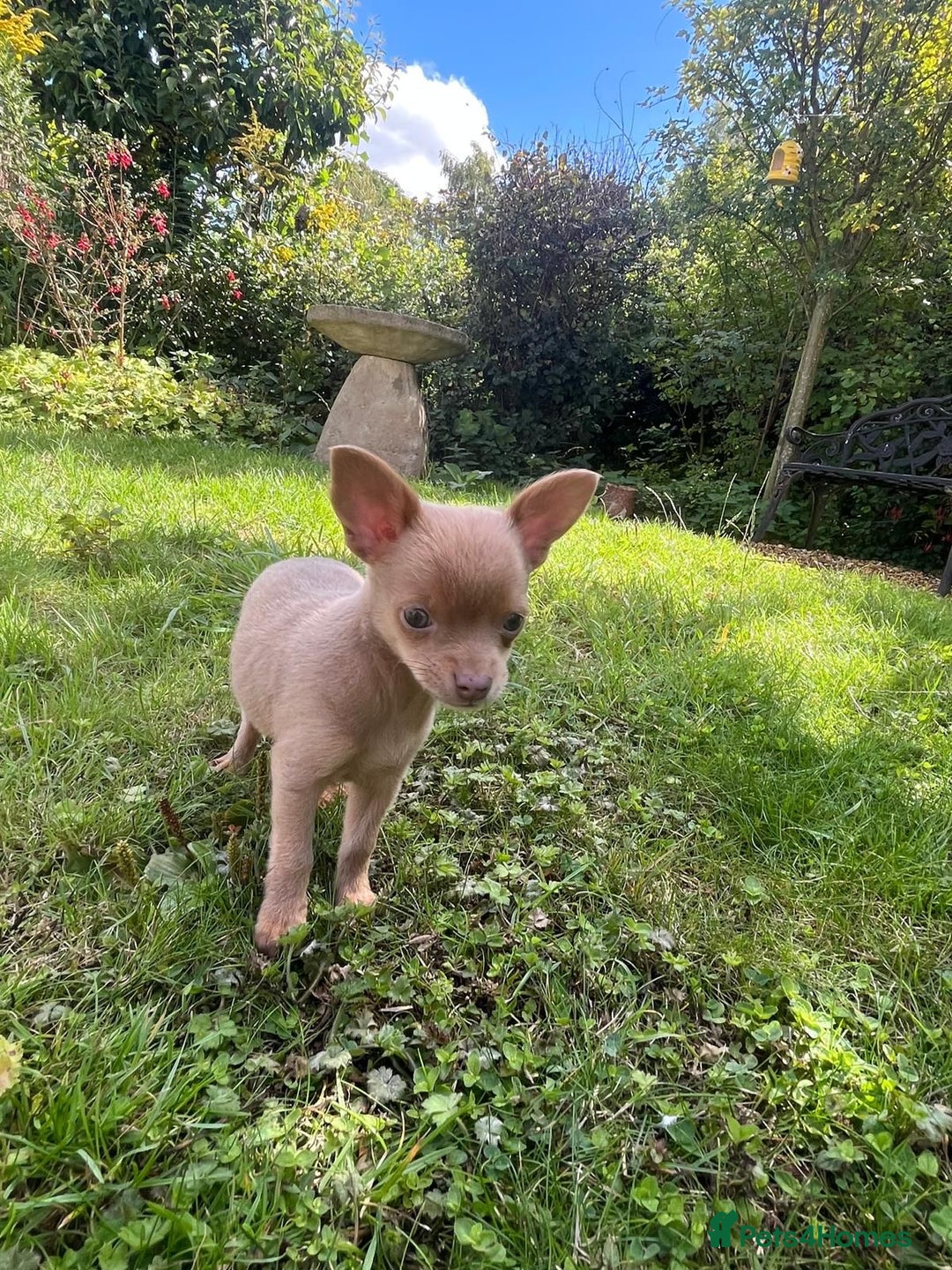 Chihuahua dogs for sale: Last Pup left! Ready for his new home!  - Image 4