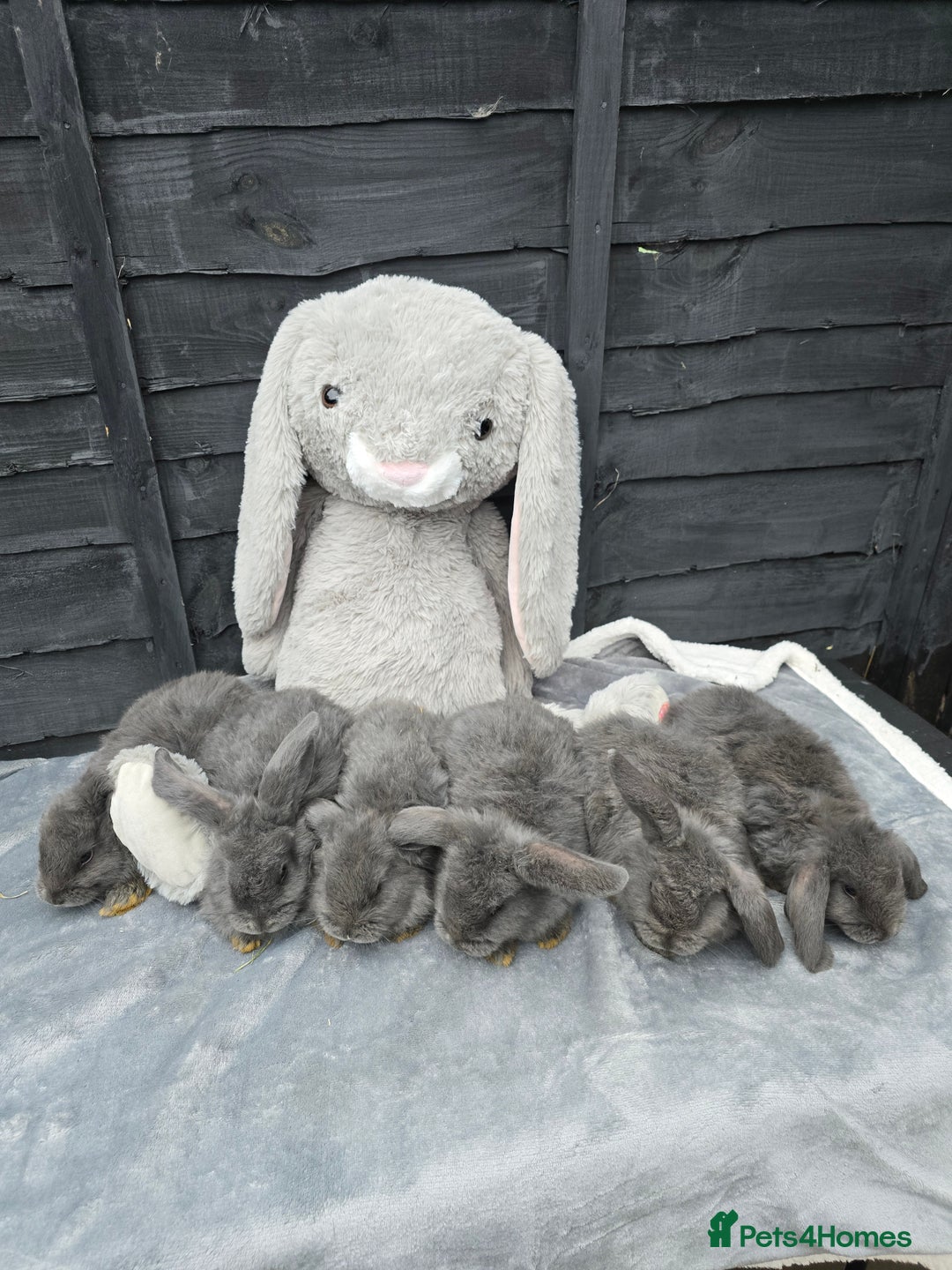 Continental Giant rabbits for sale: Giant french lops - Image 8