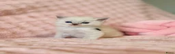 Ragdoll cats for sale: ✨ Exceptional Ragdoll Kittens Ready to Reserve ✨ - Advert 5