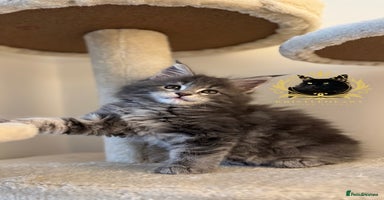 Maine Coon cats - Advert 9