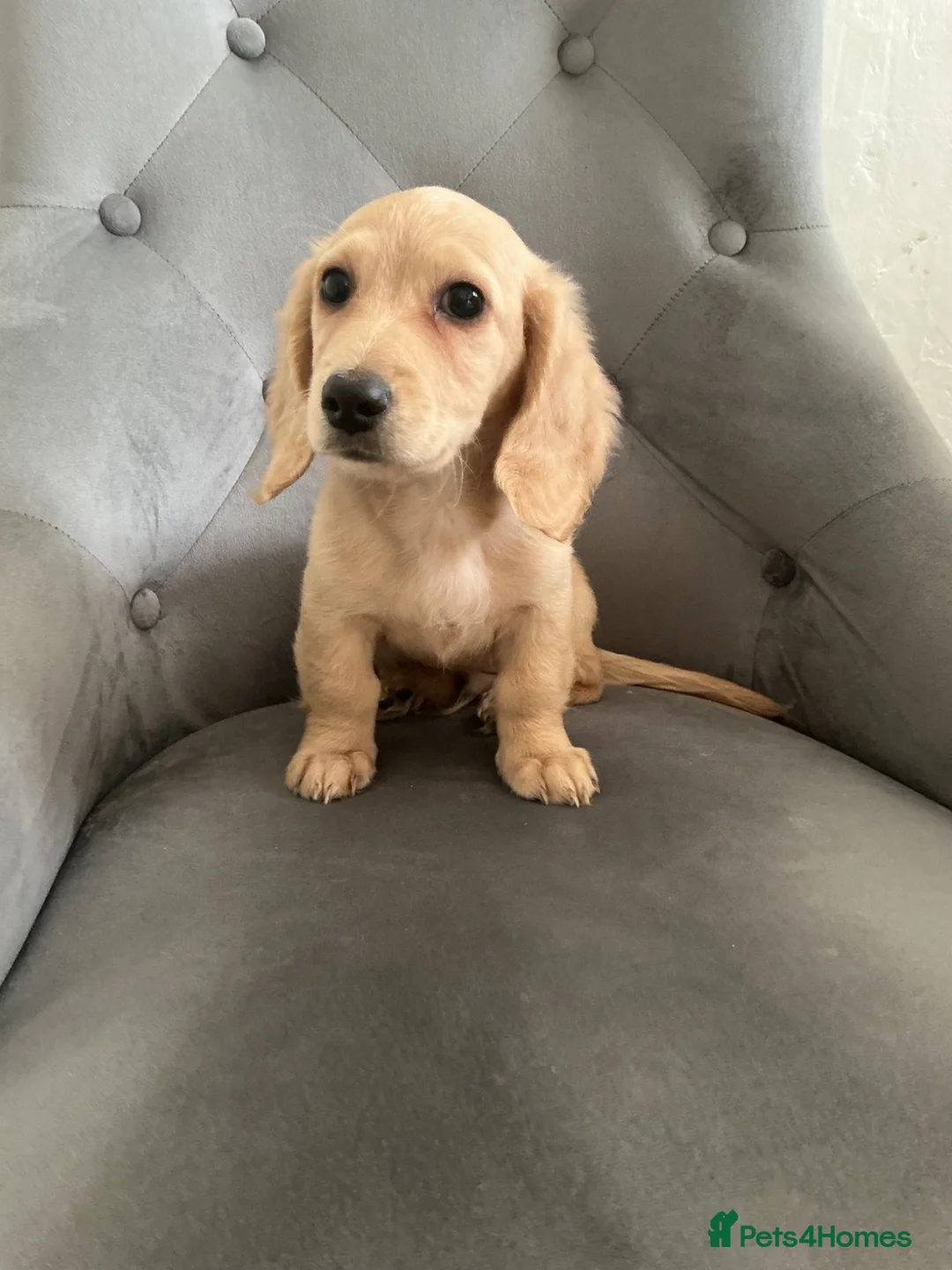 Mixed Breed dogs for sale: Long haired cream male miniature dachshund puppy - Advert 1