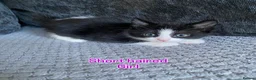 Mixed Breed cats for sale: Long haired and short haired kittens  - Advert 3