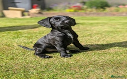 Mixed Breed dogs for sale: Cockerdale bitch  - Image 3