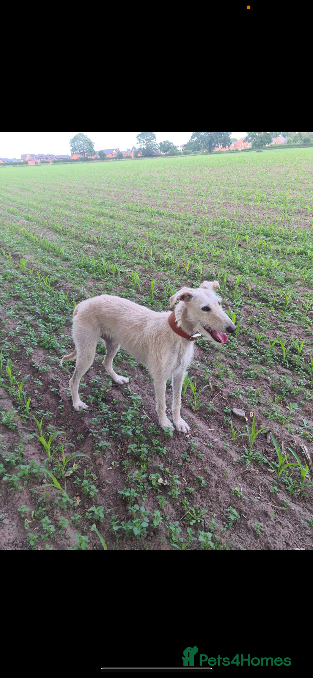 Lurcher dogs for sale: Saluki greyhound females  - Advert 1