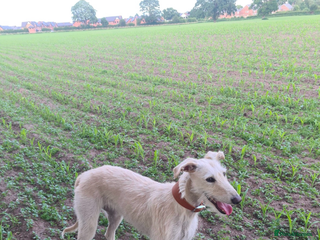 Lurcher dogs Saluki greyhound females - Advert 11