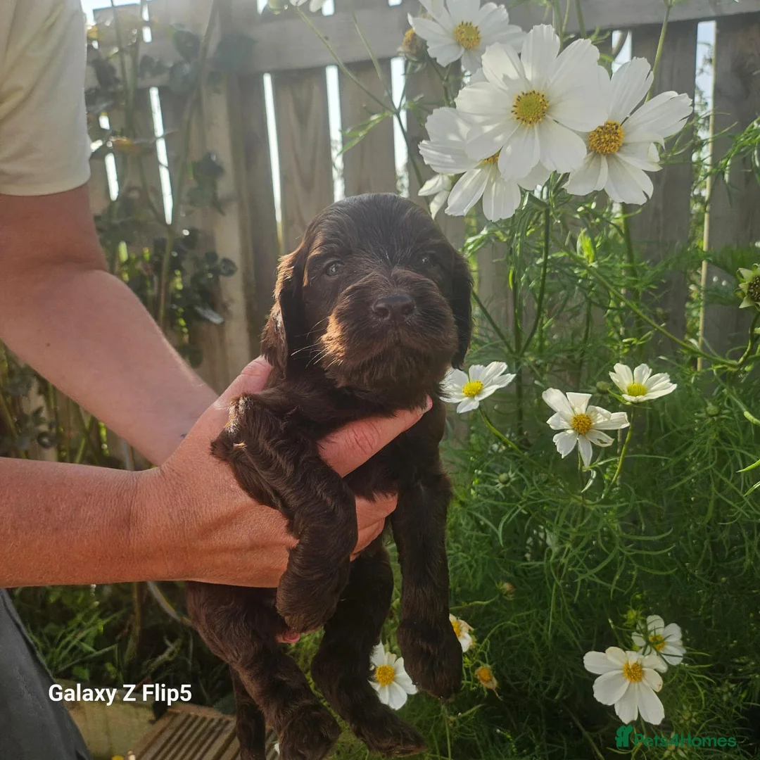 Sproodle dogs for sale: Stunning Sproodles puppys for sale in Maybole - Advert 2