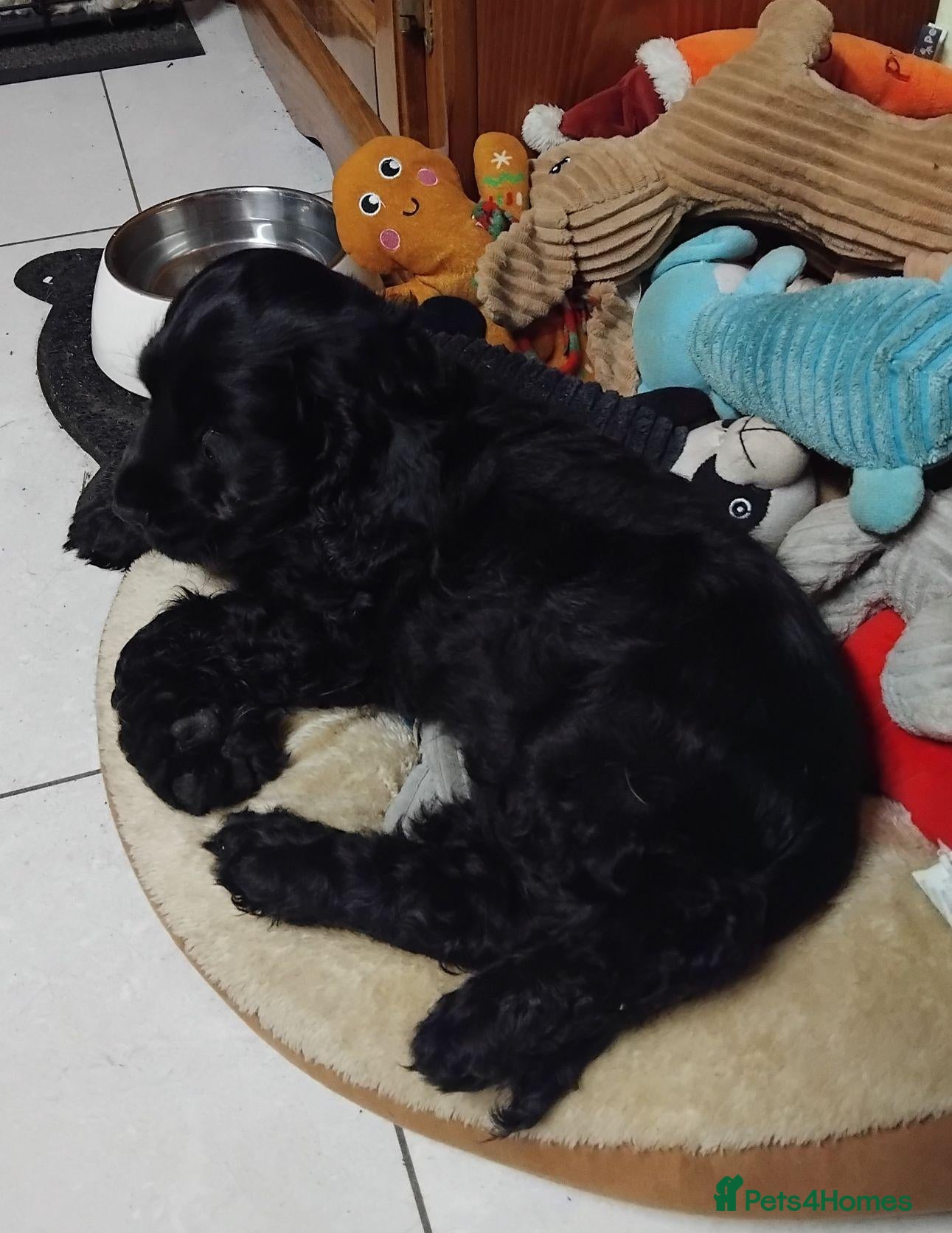 Cocker Spaniel dogs for sale: COCKER SPANIEL PUPS NI ONE ONLY REMAINING - Advert 16