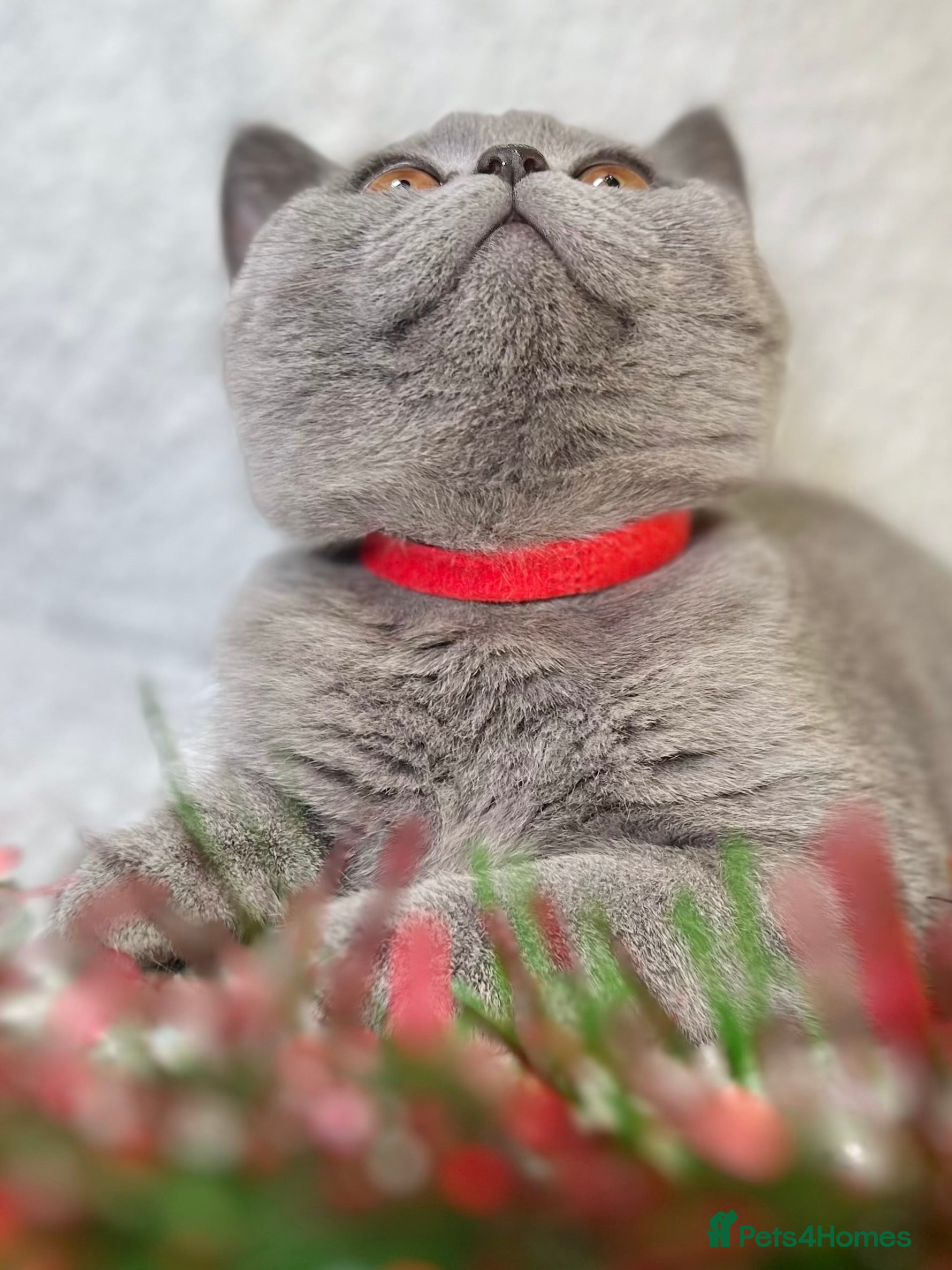 British Shorthair cats British Shorthair Girl kitten – LAST ONE ! - Advert 5