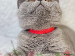British Shorthair cats Adorable British Shorthair Kittens — READY TO GO! - Advert 3