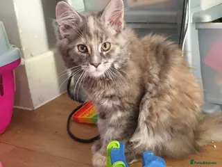 Maine Coon cats Gorgeous Pure tica reg mainecoon kittens - Advert 1