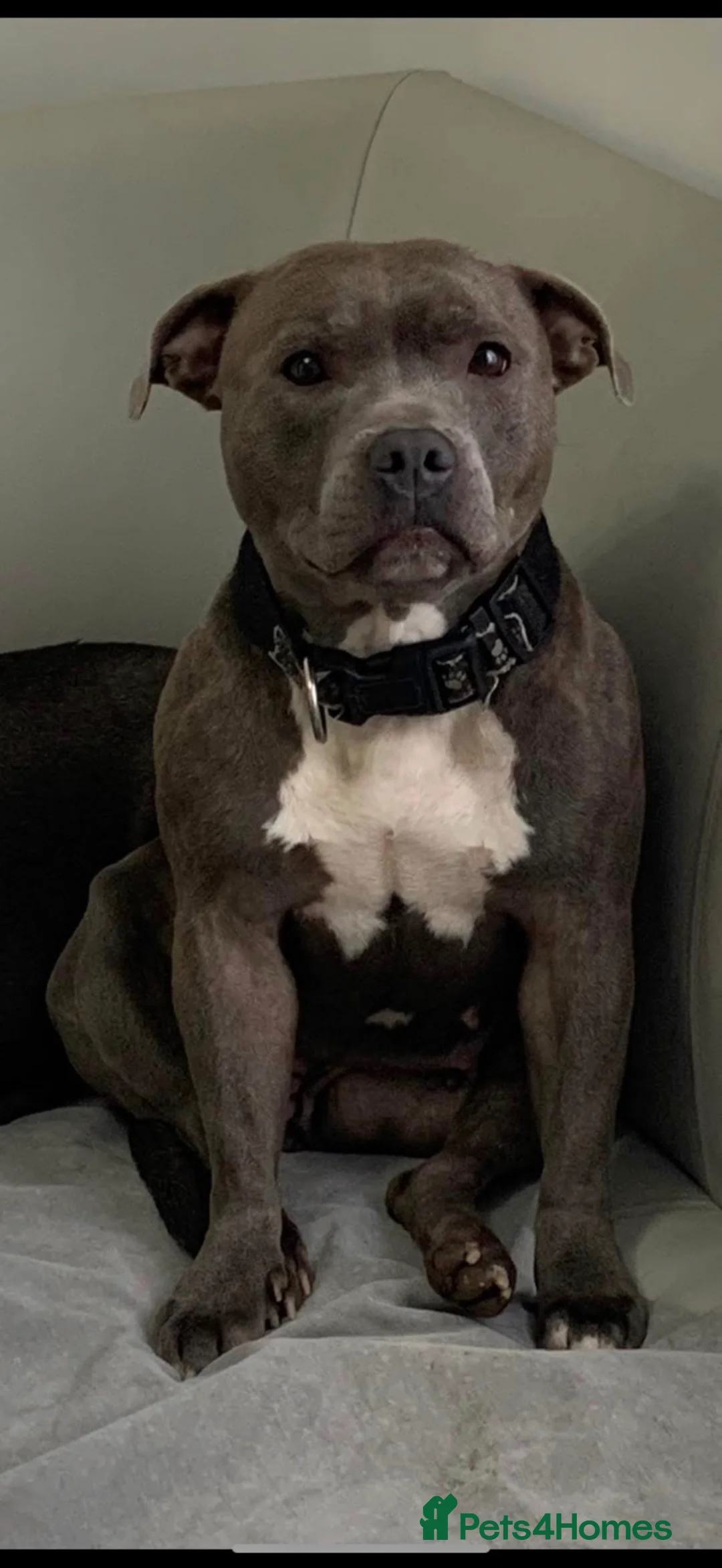 Staffordshire Bull Terrier dogs for sale: Effi & Mr.T stunning blue/black litter of 8. in Bishop Auckland - Advert 2