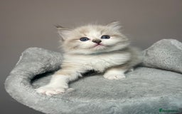 Ragdoll cats for sale: Registered Ragdolls kittens for sale - Image 7