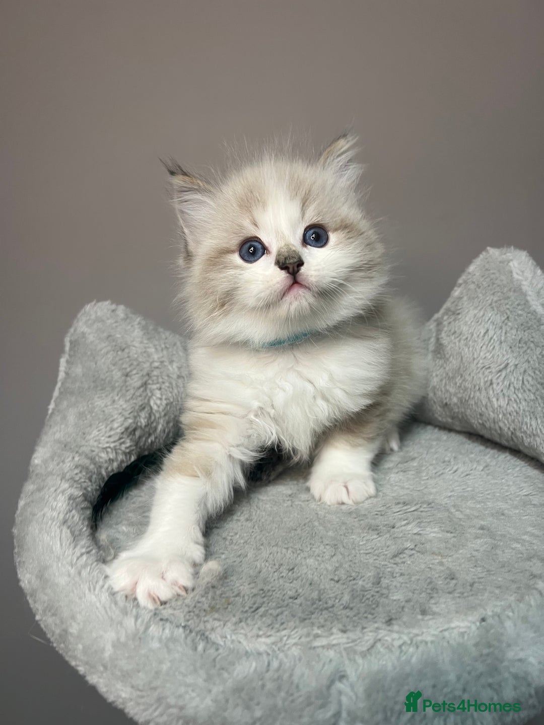 Ragdoll cats for sale: Registered Ragdolls kittens for sale - Image 7
