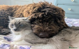 Newfypoo dogs for sale: Beautiful Newfypoo puppy  - Advert 5