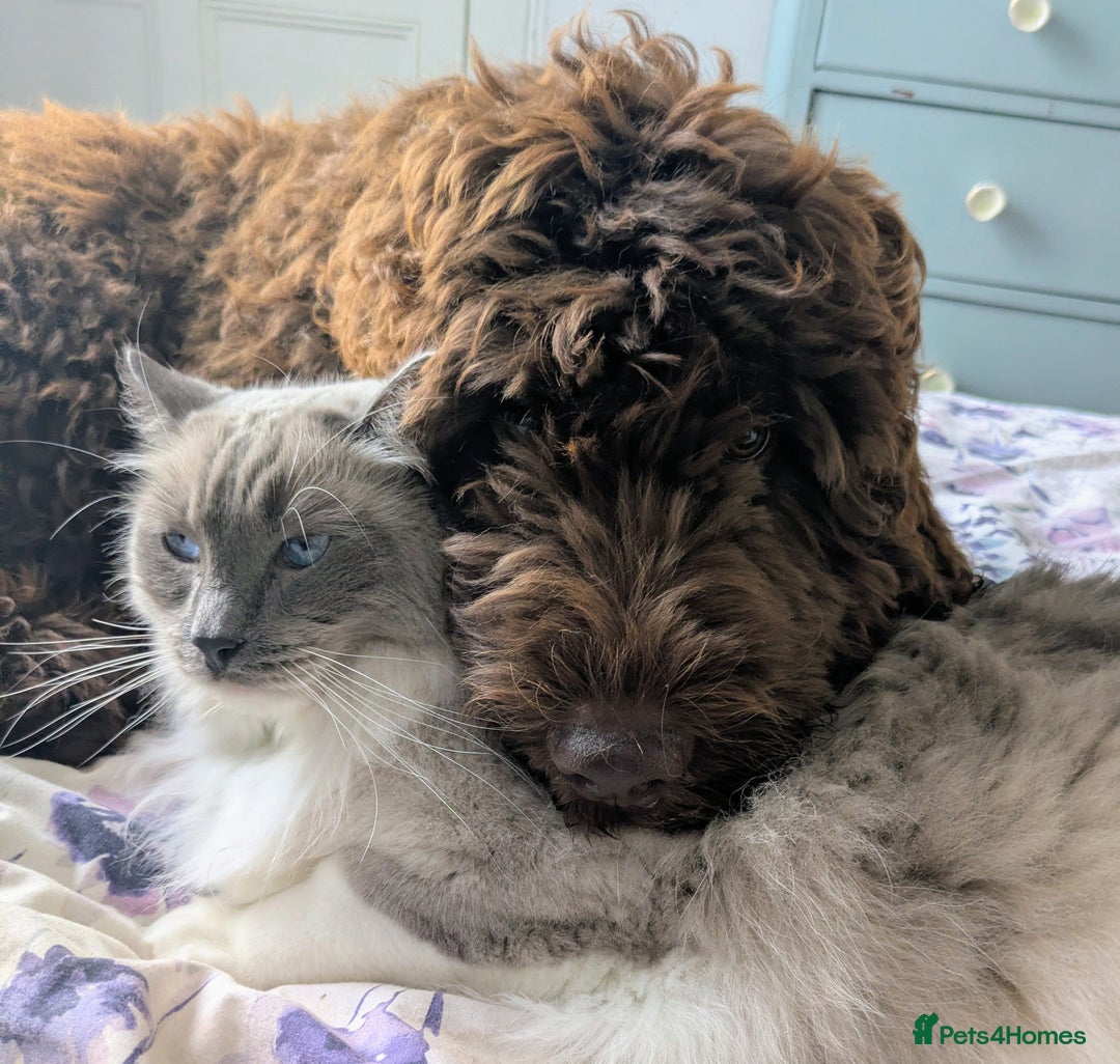 Newfypoo dogs for sale: Beautiful Newfypoo puppy  - Advert 5